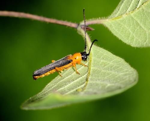 Oberea pupillata